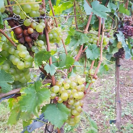 Ferienwohnung Weingut Lahmer August Kretzschau المظهر الخارجي الصورة