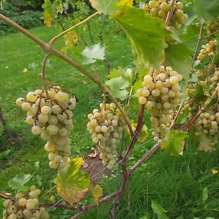 Ferienwohnung Weingut Lahmer August Kretzschau المظهر الخارجي الصورة