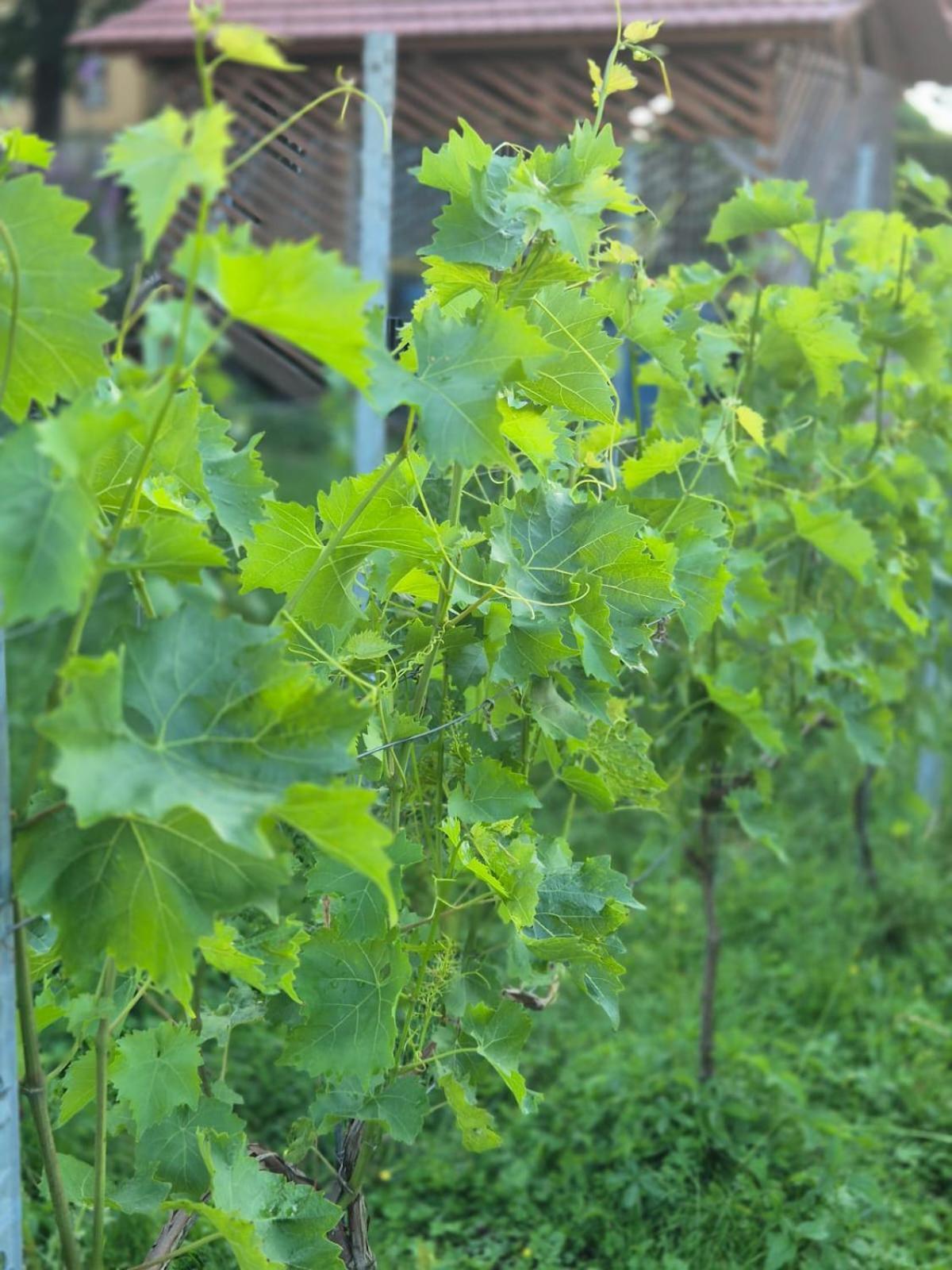Ferienwohnung Weingut Lahmer August Kretzschau المظهر الخارجي الصورة