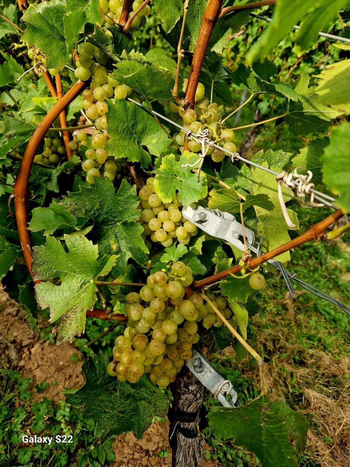 Ferienwohnung Weingut Lahmer August Kretzschau المظهر الخارجي الصورة